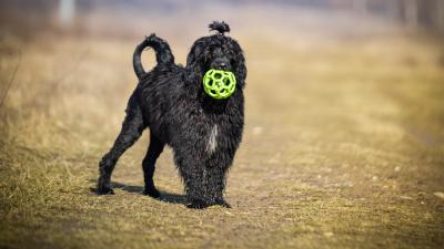 Odolné hračky pre psy.