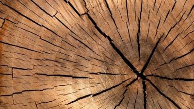 10 mýtov o dreve - Rozmýšľate o stavbe rodinného domu ?