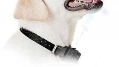 Čo robiť, keď váš pes šteká ?